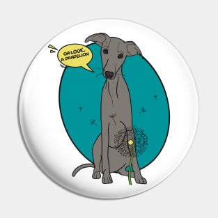 Funny greyhound design; Grey Italian greyhound with a dandelion flower Pin