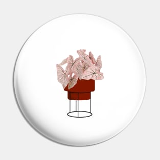 Pink Caladium, potted plant illustration Pin