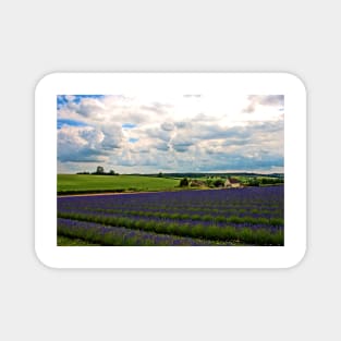 Lavender Field Purple Flowers Cotswolds UK Magnet