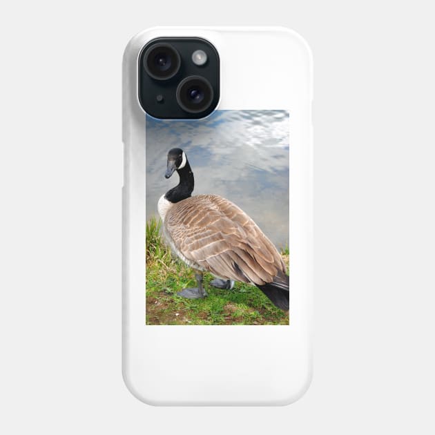 Canada Goose Canadian Geese Wild Bird Phone Case by AndyEvansPhotos