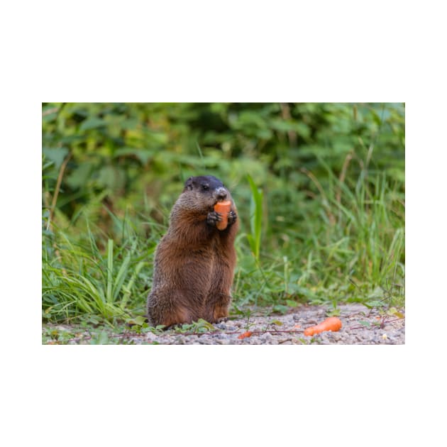 Beaver munching on a carrot by josefpittner