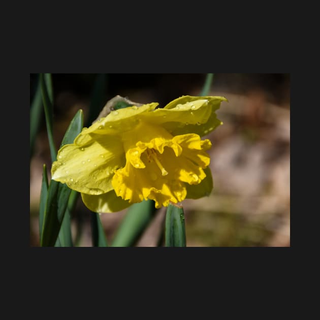 Bright yellow spring time daffodil by Steves-Pics