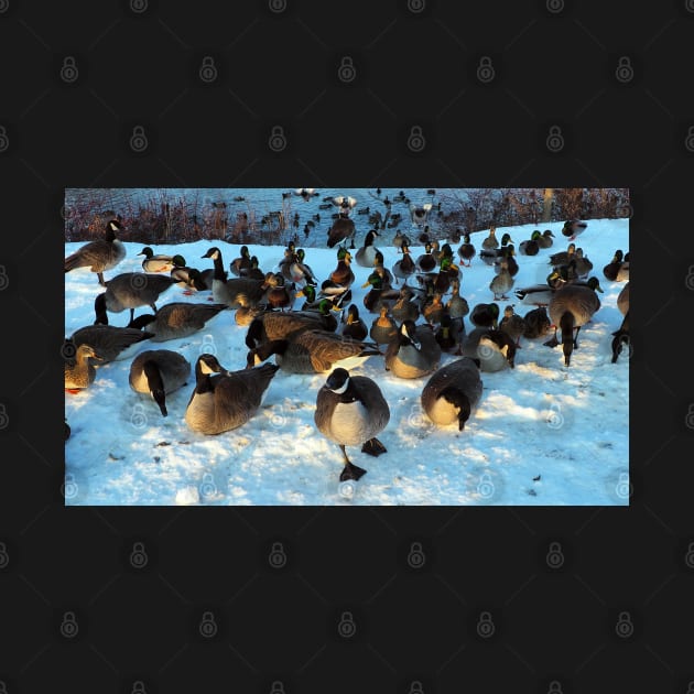 Mallard Duck and Canada Goose Flock In The Snow by BackyardBirder