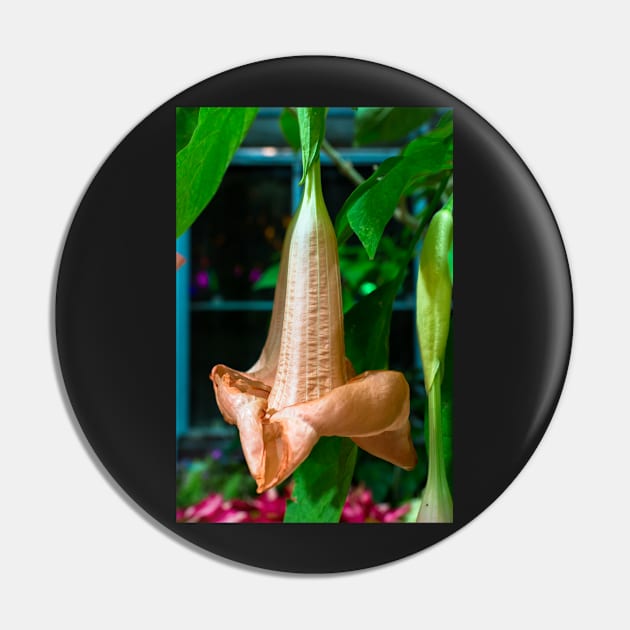 Brugmansia (Angel's trumpet) Pin by thadz