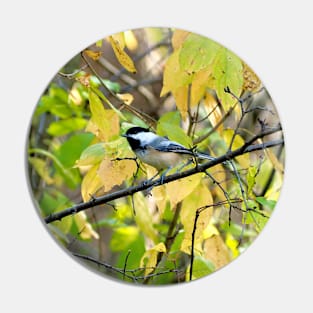 Black-capped Chickadee Perched On a Tree Branch Pin