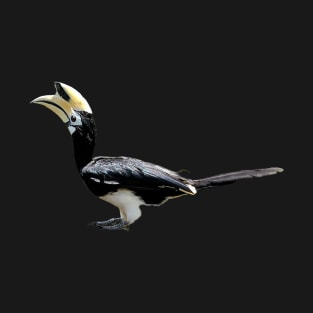 African Pied Hornbill Present Bird Lovers T-Shirt Nature Tropical T-Shirt