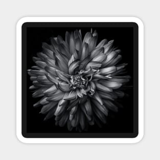 Backyard Flowers In Black And White 20 Magnet