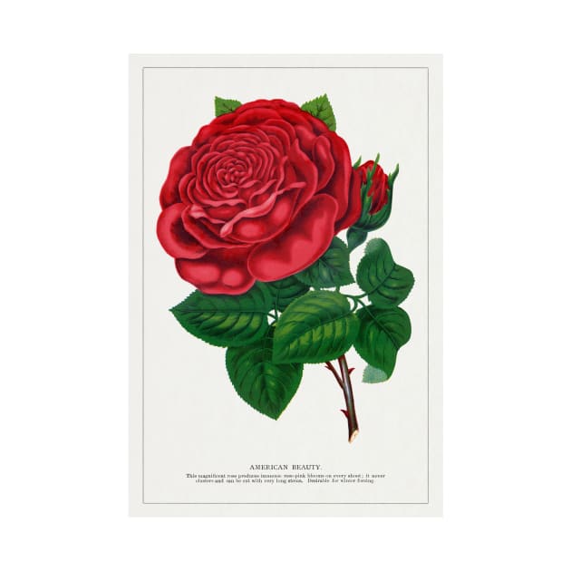 Red rose, American Beauty Lithograph (1900) by WAITE-SMITH VINTAGE ART