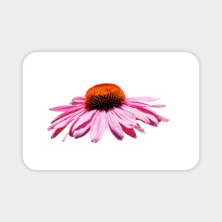 Echinacea Purpurea on White Background Magnet