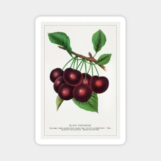 Black Tartarian Cherry Lithograph (1900) Magnet