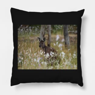 Western Grey Kangaroo in a field of African Corn Lilies Pillow
