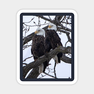 Bald eagles sitting on a branch Magnet