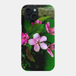 Apple blossoms Phone Case