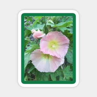 Pale pink hollyhocks photograph Magnet