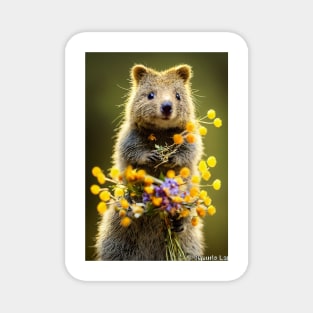 Cute quokka with Australian wild flowers v2 Magnet