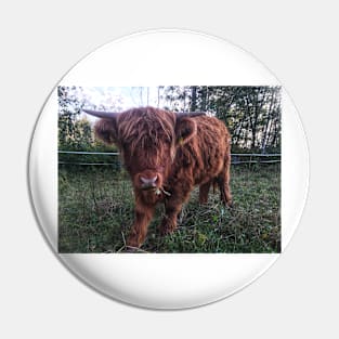 Scottish Highland Cattle Calf 2104 Pin