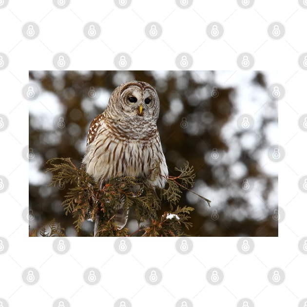 Barred Owl - Kanata by Jim Cumming