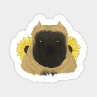 Fawn American Bully with Sunflowers Magnet