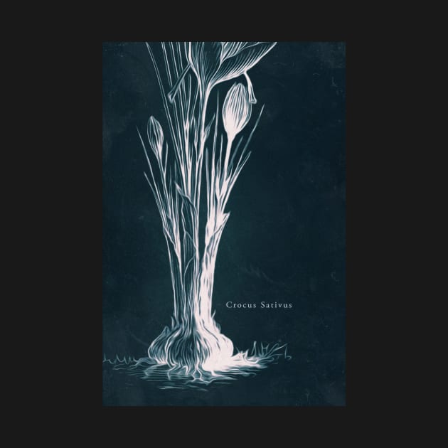 Cyanotype - Crocus Sativus - C by PixelHunter