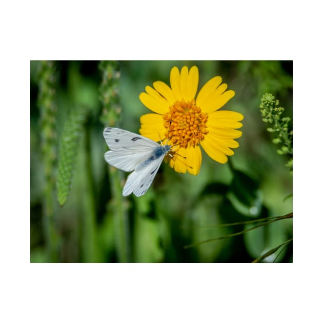 Checkered White Butterfly Enjoying  Huisache Daisy by Debra Martz