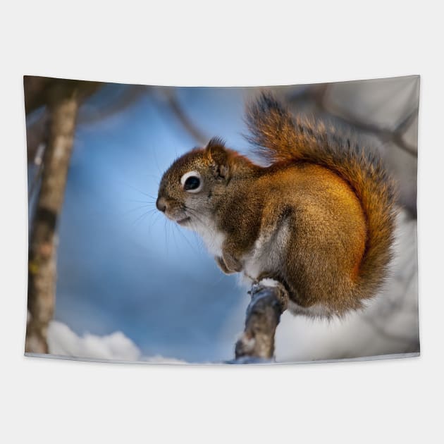 Red Squirrel Tapestry by jaydee1400
