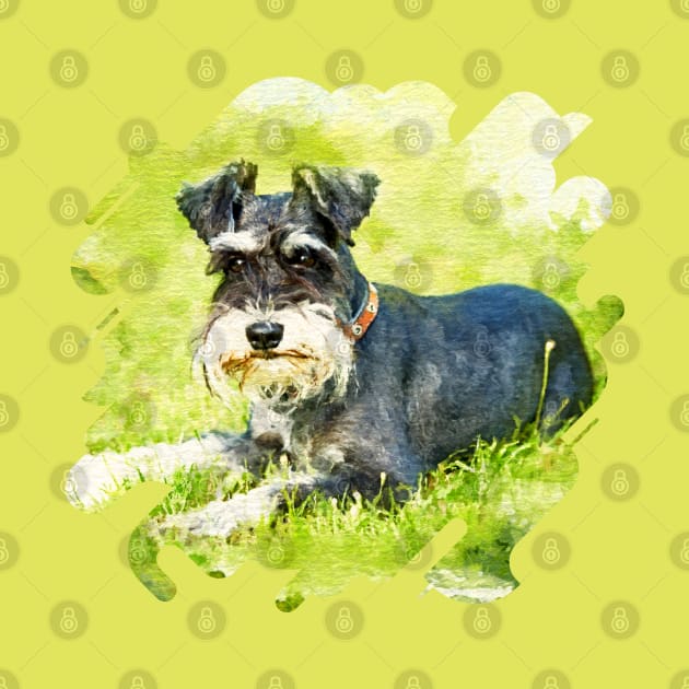 Miniature Schnauzer by Nartissima