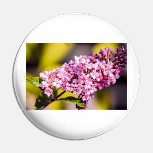 Butterfly bush close-up Pin