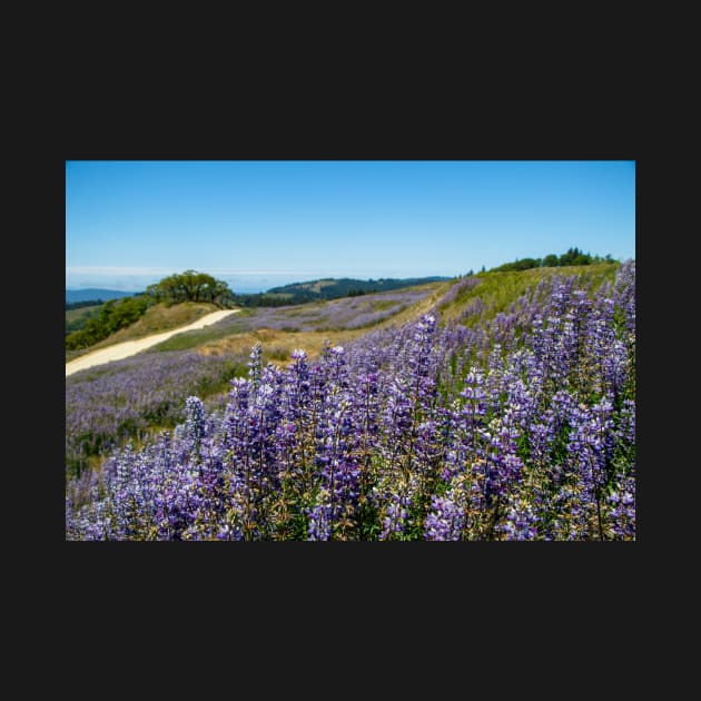 Lupine blooming on the hills by blossomcophoto