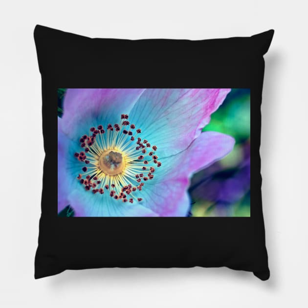 Colourful Wild Rose Pillow by InspiraImage