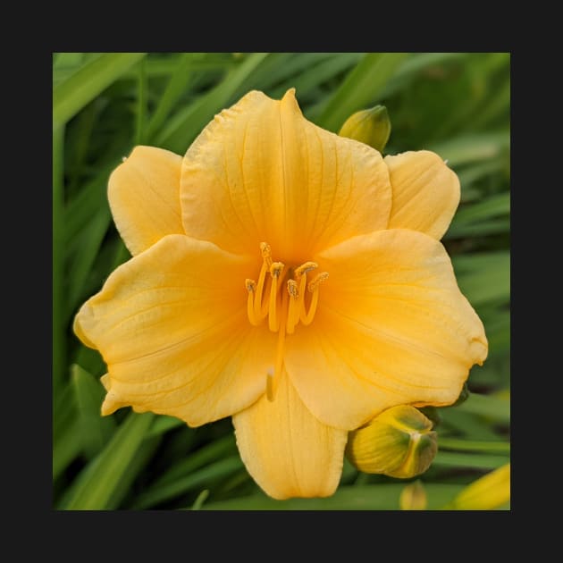 Yellow Flower with Buds Photographic Image by AustaArt