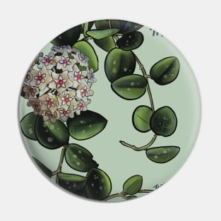 Hoya mathilde in bloom Pin