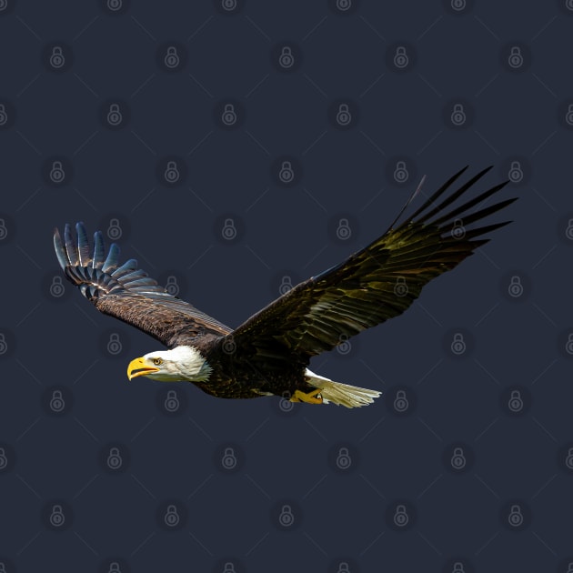 Bald Eagle in flight by dalyndigaital2@gmail.com