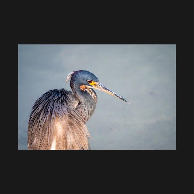 Tri-colored Heron Portrait in Morning Light by Debra Martz