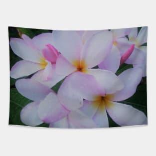 Colorful Tropical Plumeria, Frangipani, Nature Photography  White, Yellow, Pink Flowers Green Background Tapestry