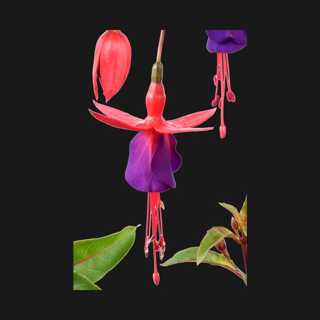 Fuchsia FuchsiaBerry by chrisburrows