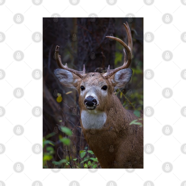 Battle Scars - White-tailed Buck by Jim Cumming