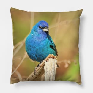 Indigo Bunting 2022 Pillow