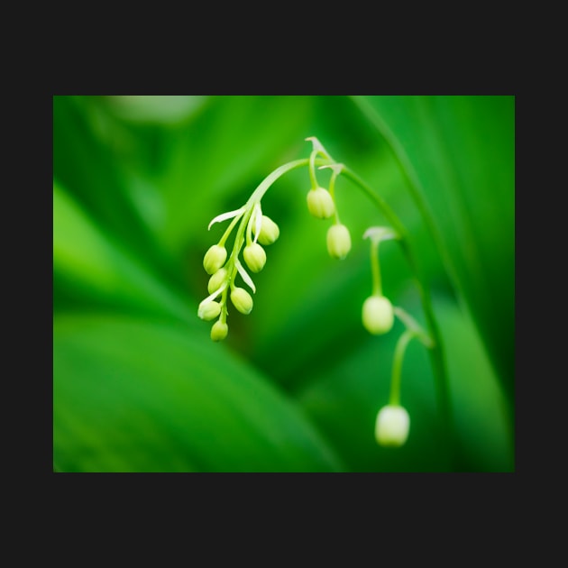 Lily of the Valley by ansaharju