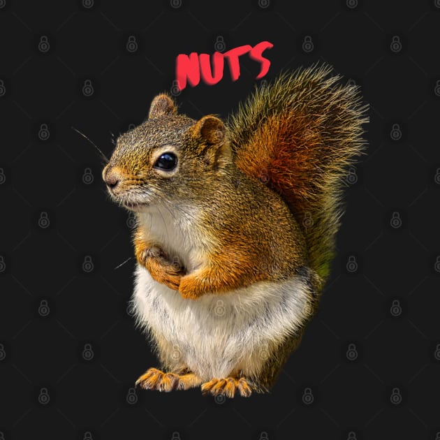 Nuts, Squirrel by rconyard