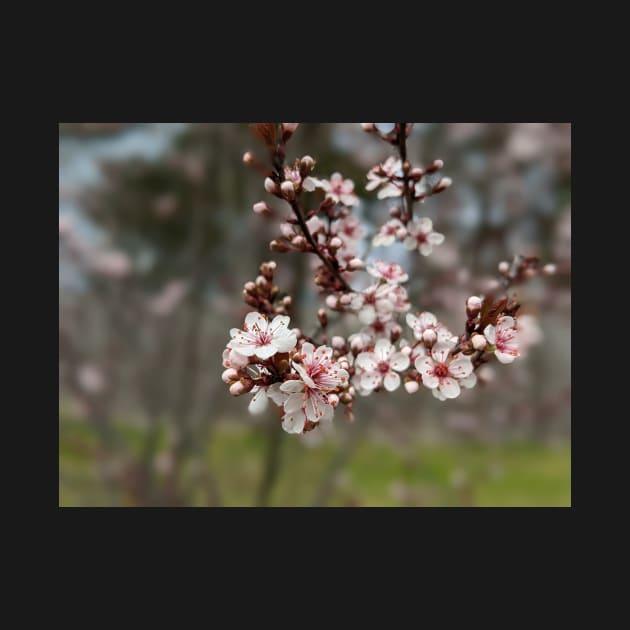 Cherry Blossoms 4 by AustaArt