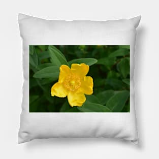 Real Beautiful Flowers outside Pillow