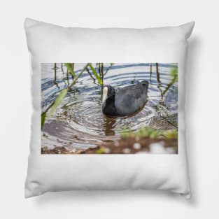 Hawaiian coot of Honolulu Pillow