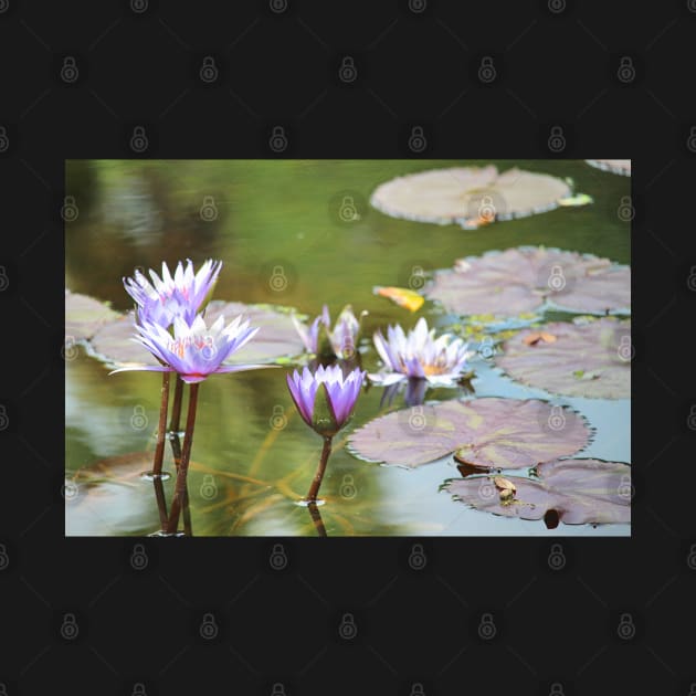 Lavendar Water Lilies by croper