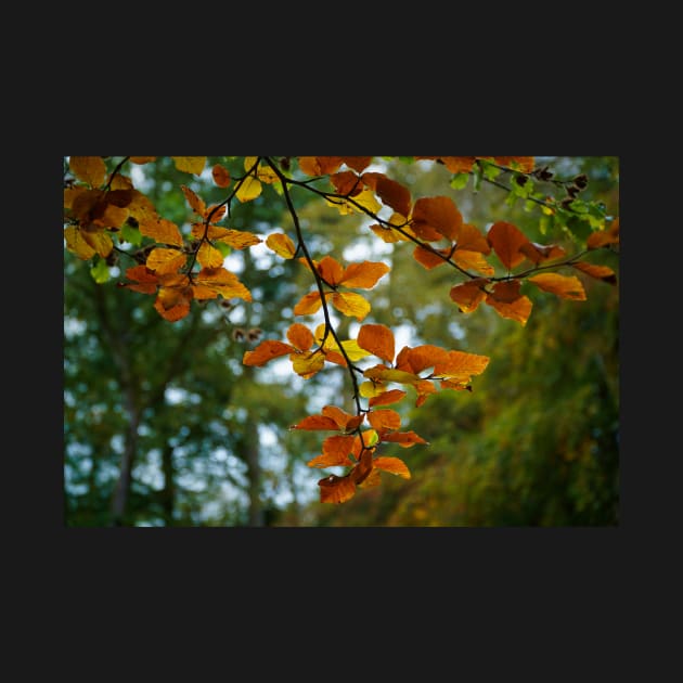 Colourful Autumn Leaves On Tree Branch by Harmony-Mind