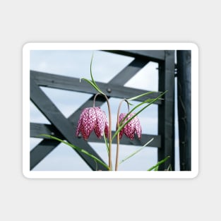 Chequered Lily Gate Magnet