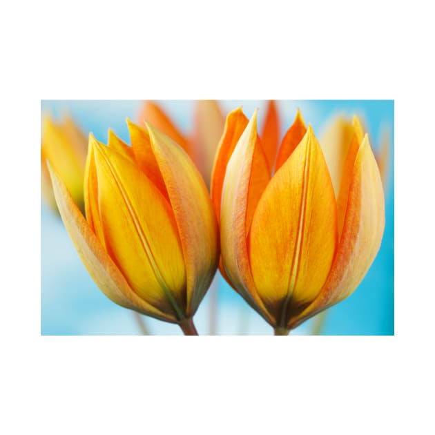 Tulipa orphanidea Whittallii Group AGM Tulip Miscellaneous tulip group by chrisburrows