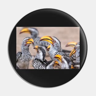 Yellow-billed Hornbills, South Africa Pin
