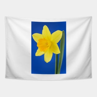 Narcissus  &#39;Armada&#39;   Division 2 Large-cupped Daffodil Tapestry