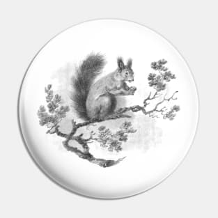 Squirrel Vintage illustration Pin