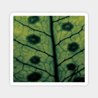 Macro fern leave Magnet